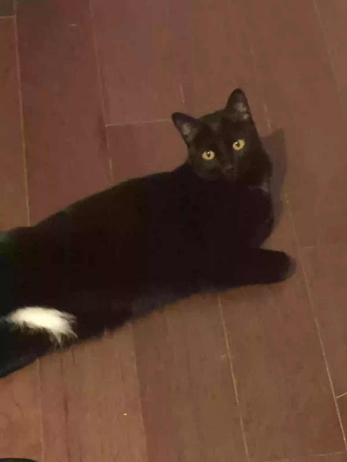 Lost cat in Athens, AL, 35613