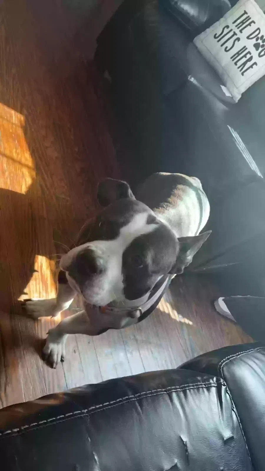 Lost dog in Oklahoma City, OK, 73109