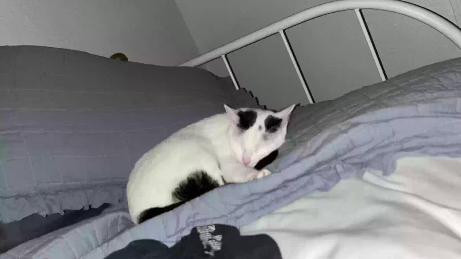 Lost cat in Denton, TX, 76208