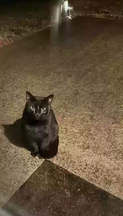 Lost cat in Corryton, TN, 37721