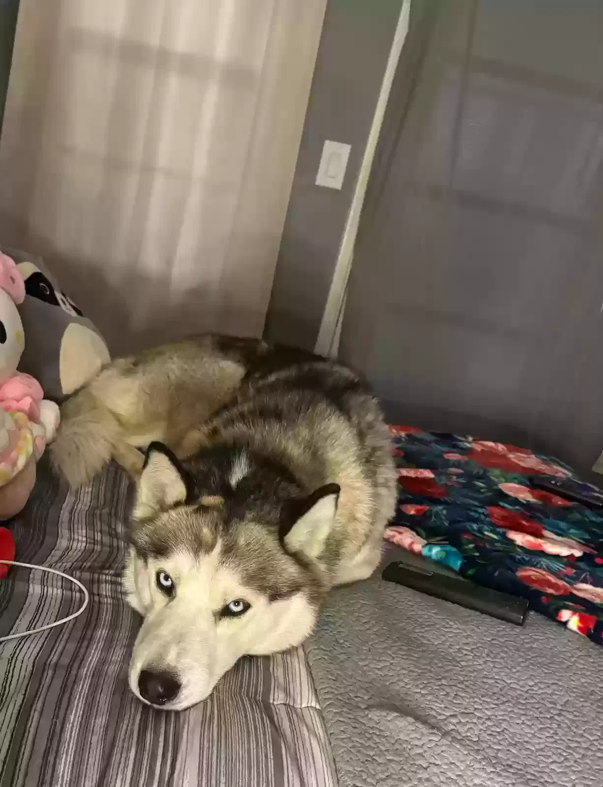 Lost dog in Corona, CA, 92881