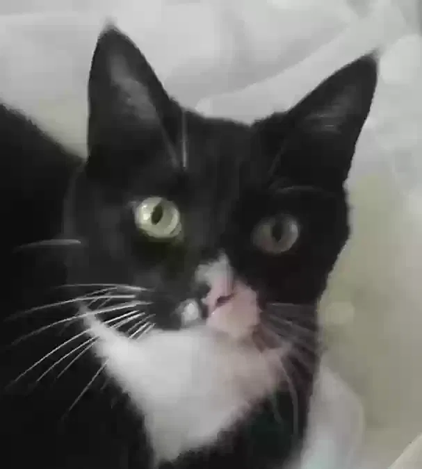 Lost cat in Ojai, CA, 93023