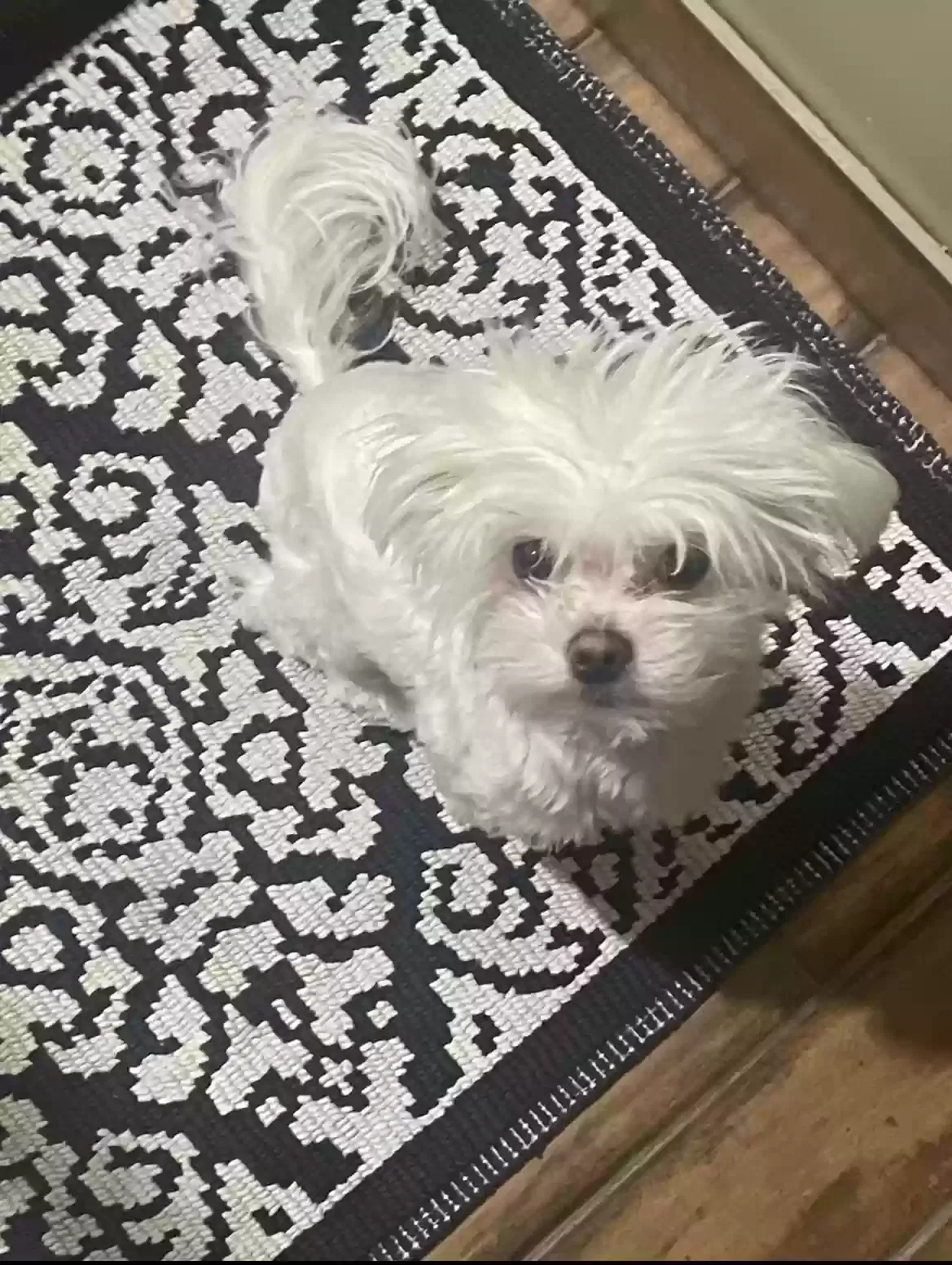Lost dog in Des Plaines, IL, 60016