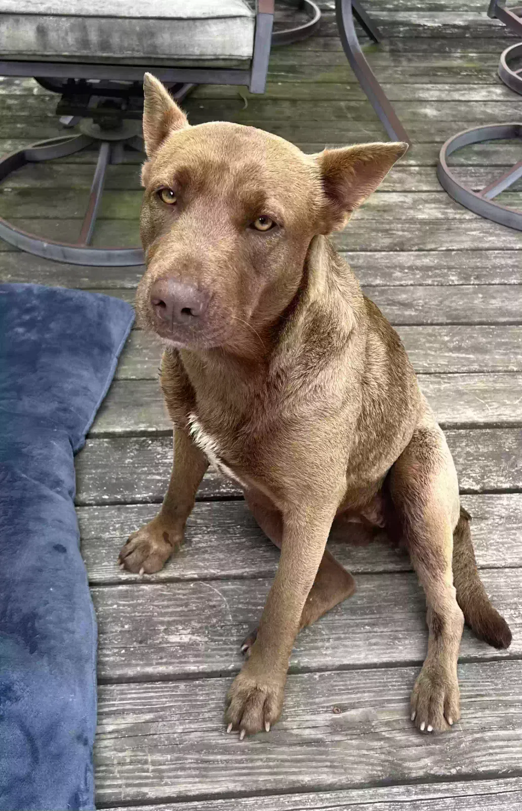 Found dog in Humble, TX, 77346