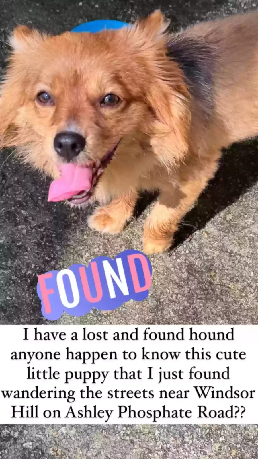 Found dog in North Charleston, SC, 29420