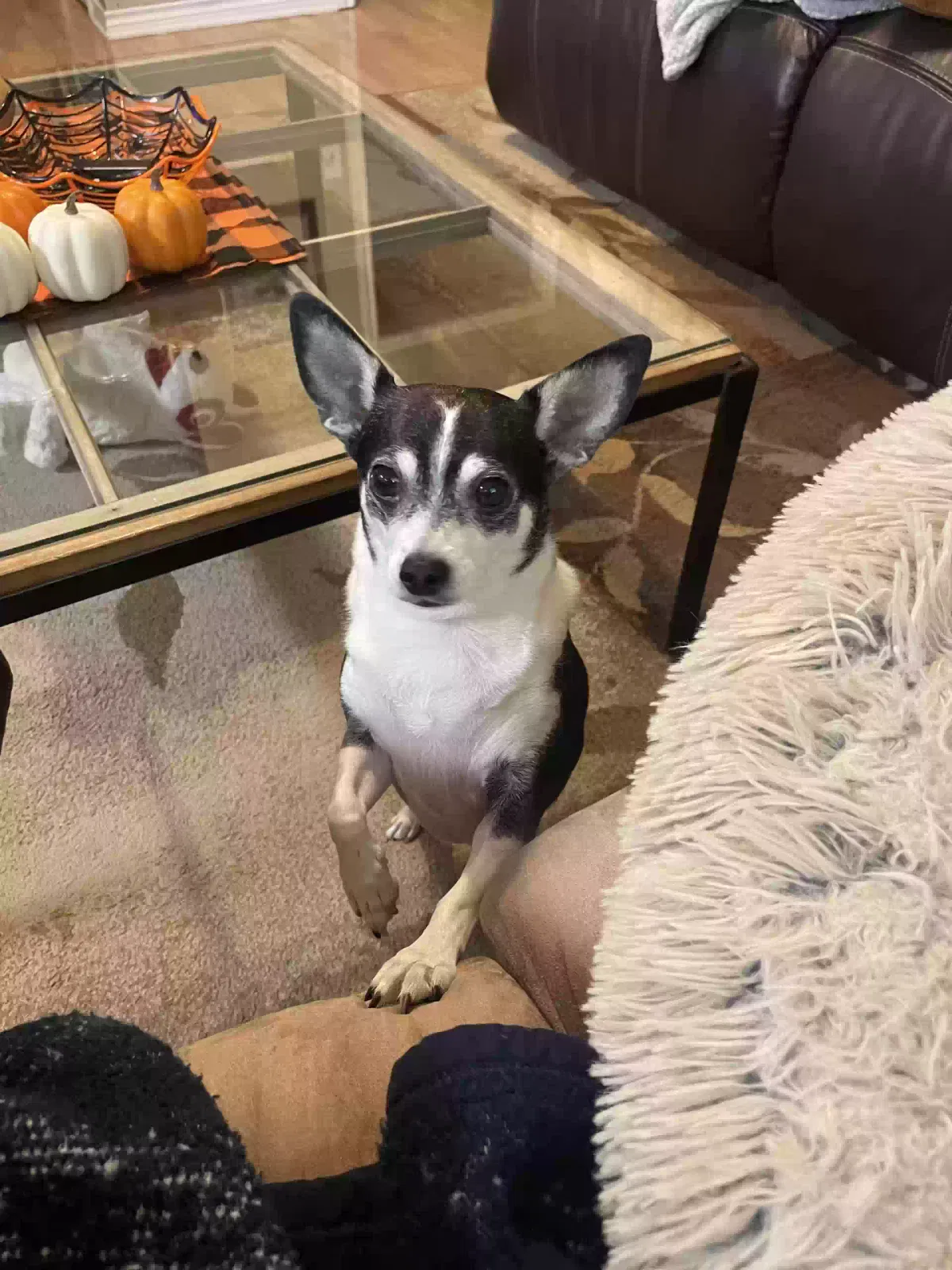 Lost dog in Caldwell, TX, 77836