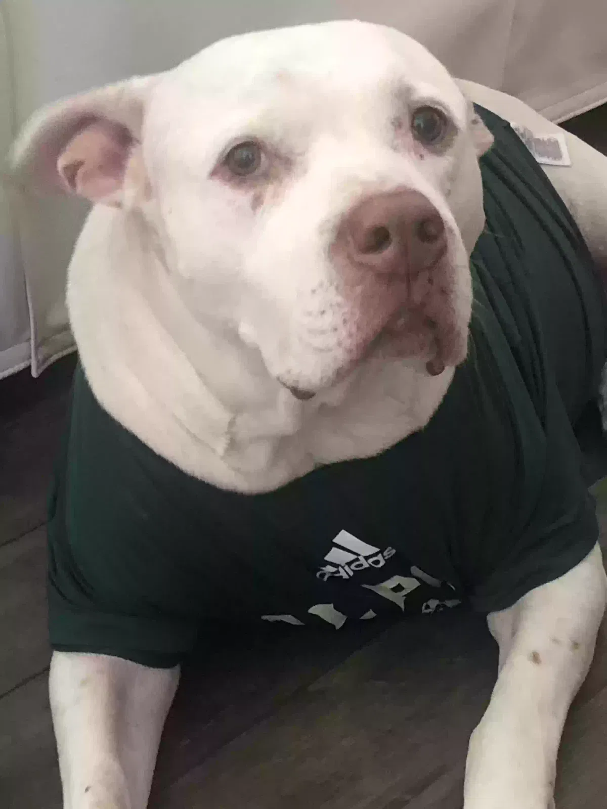 Lost dog in San Diego, CA, 92102