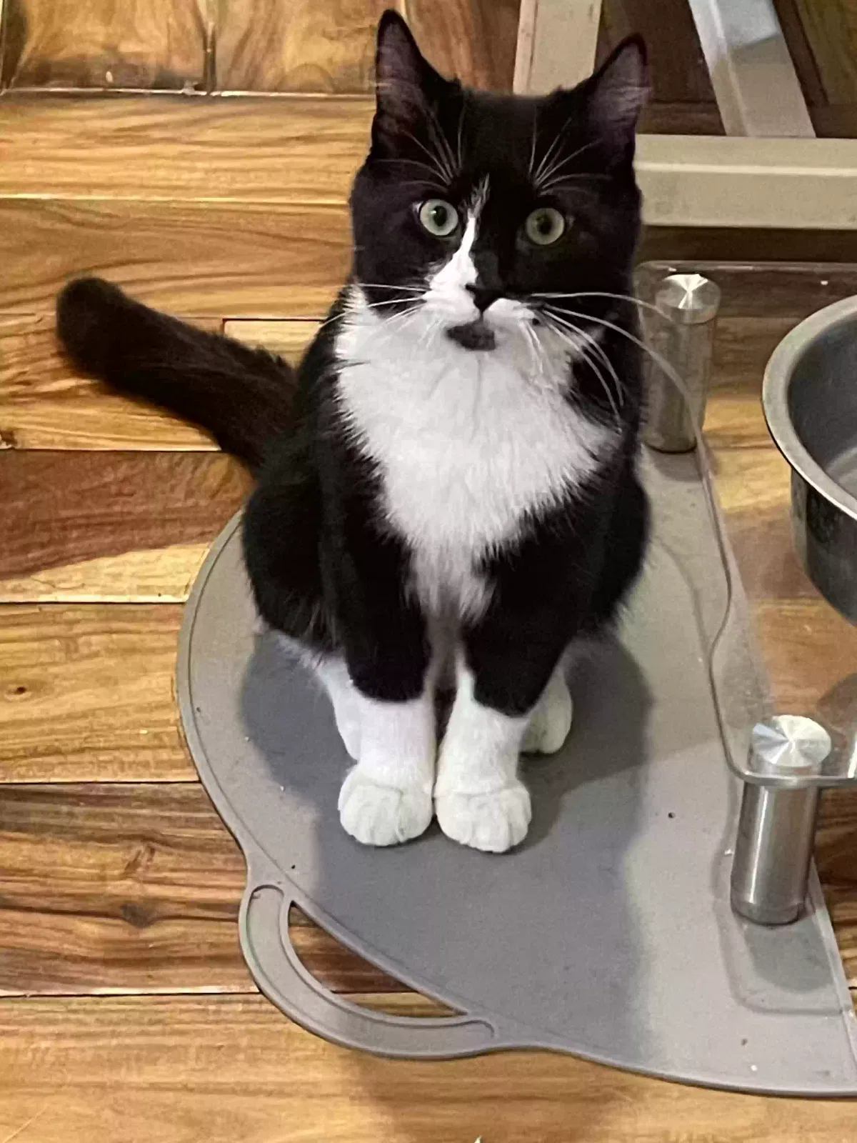 Lost cat in Poughkeepsie, NY, 12603