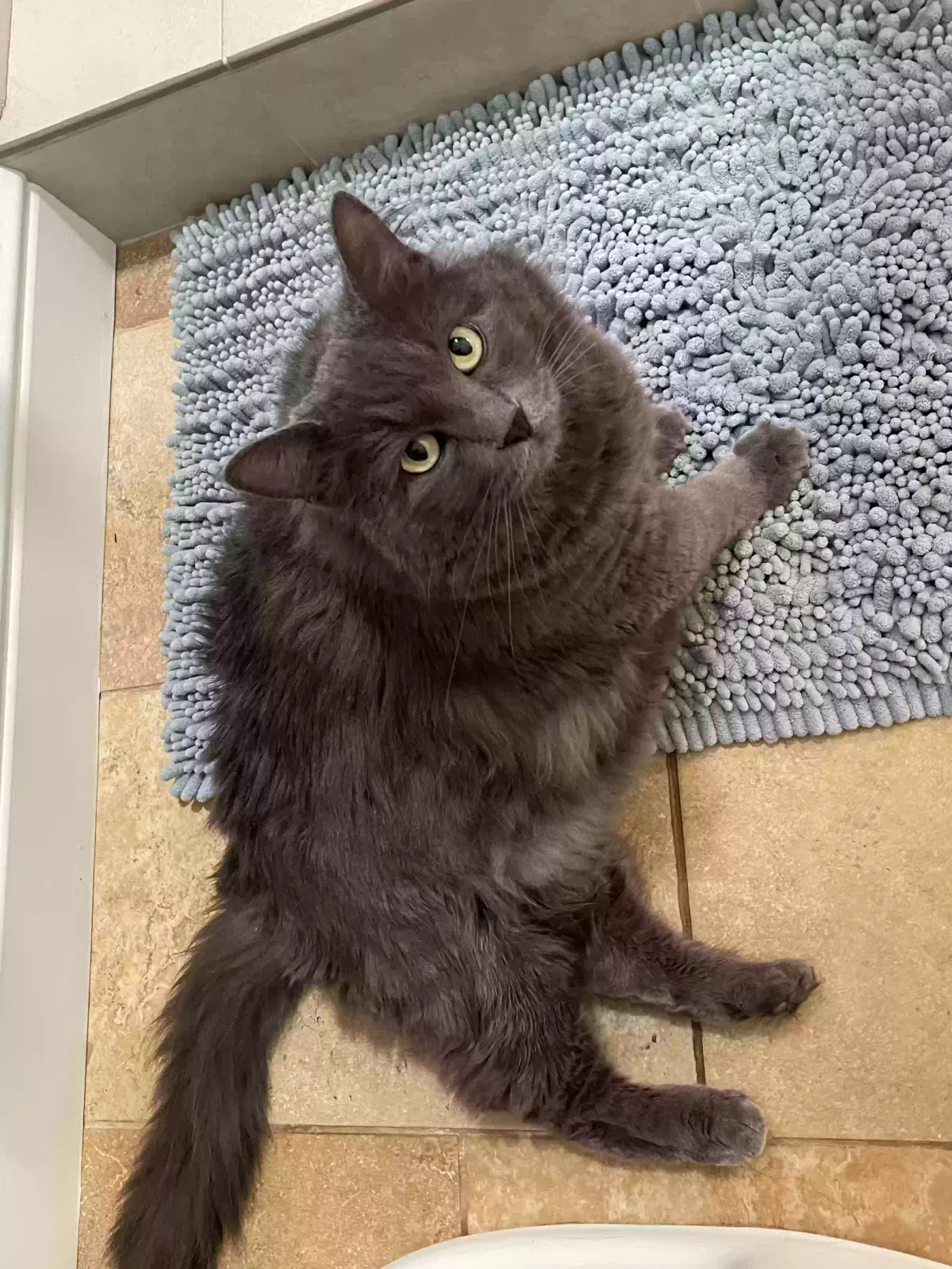 Lost cat in Auburn, CA, 95602