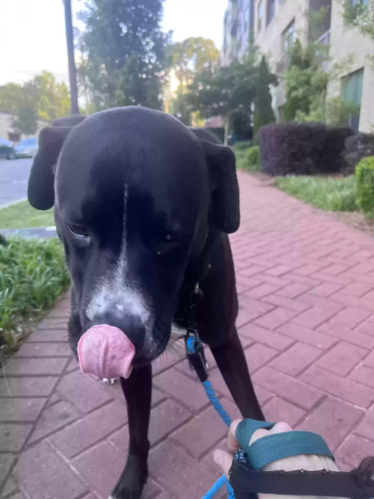 Lost dog in Atlanta, GA, 30312