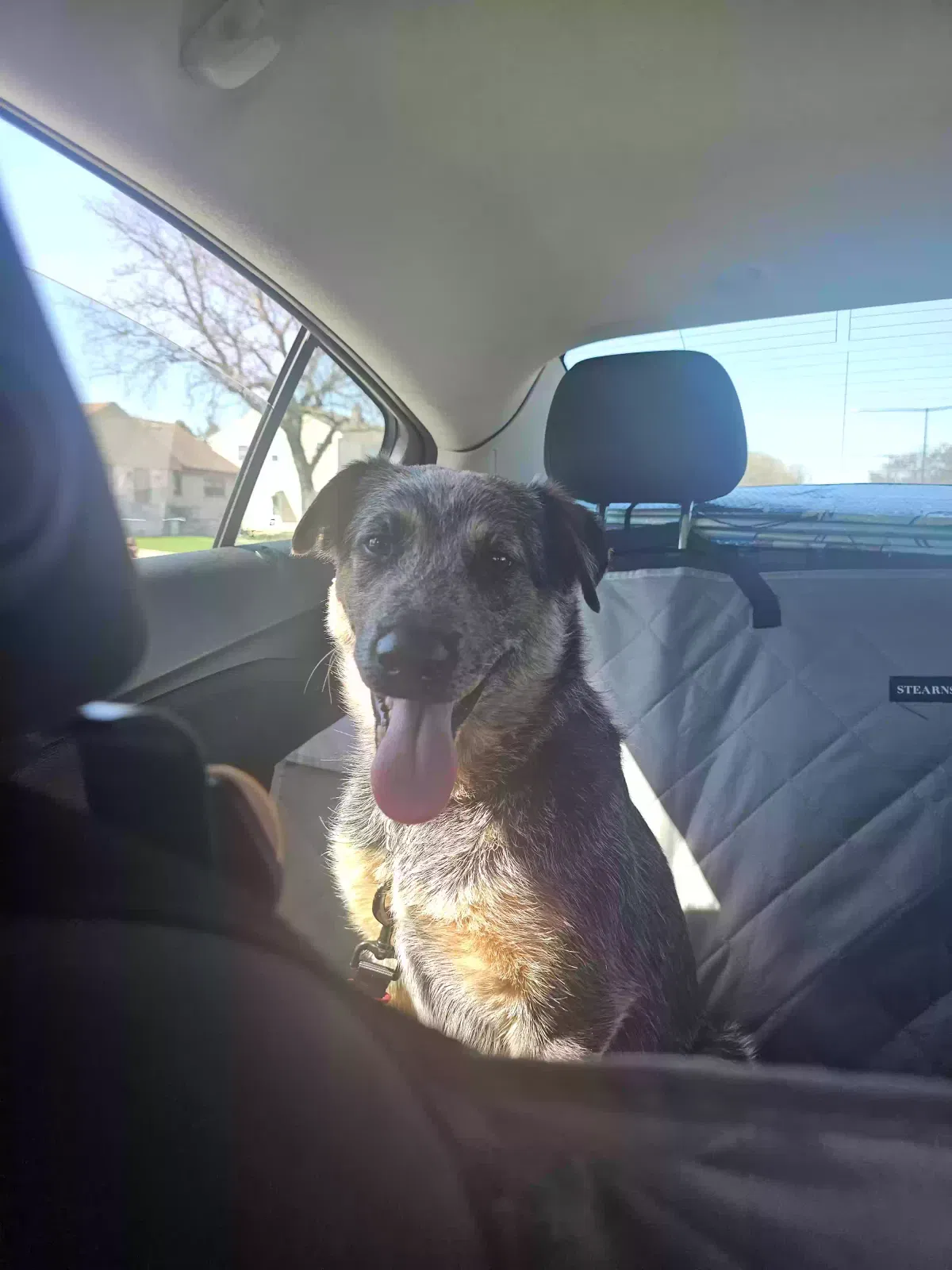 Lost dog in Milwaukee, WI, 53226