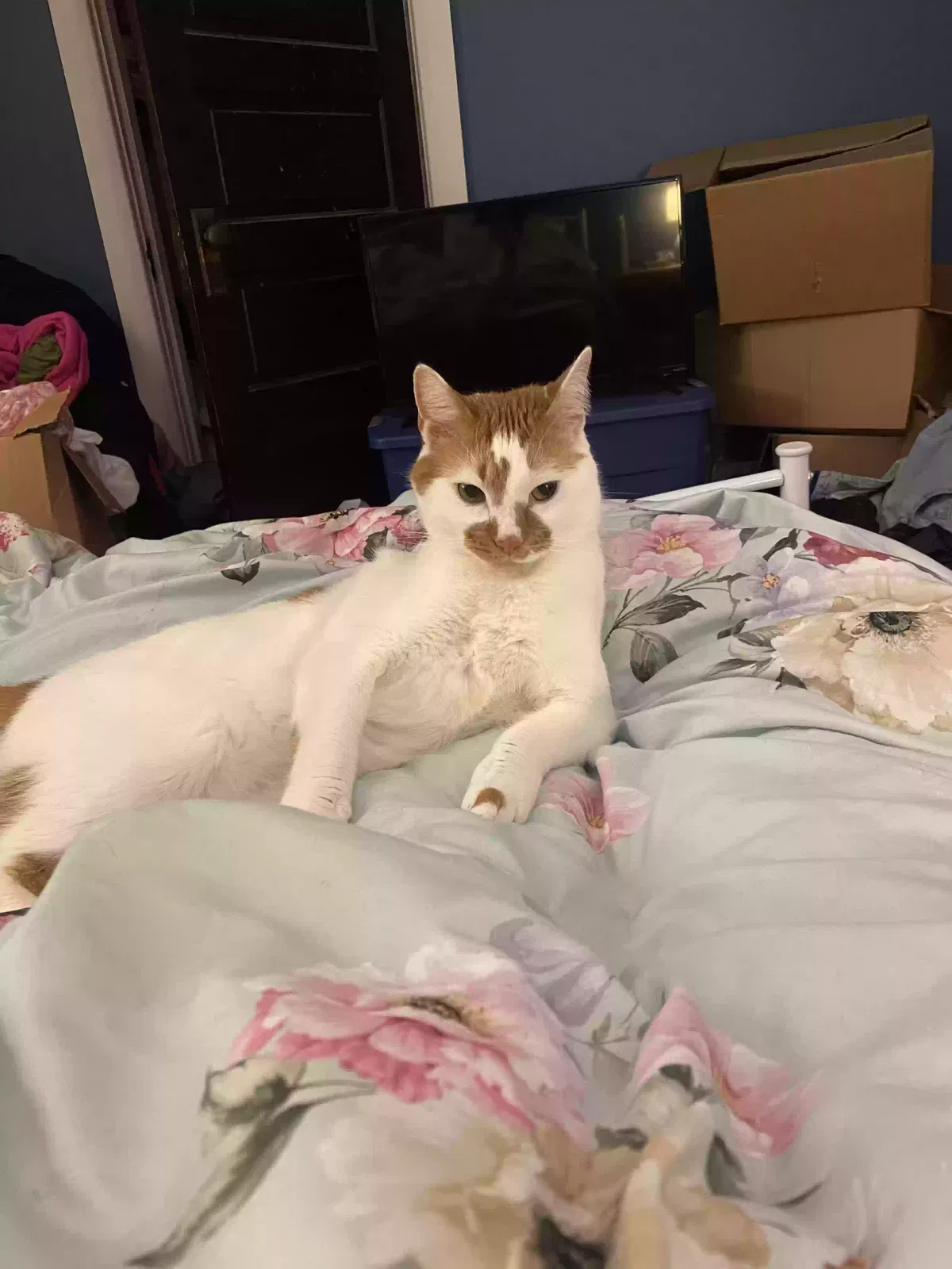 Lost cat in Oxford, PA, 19363
