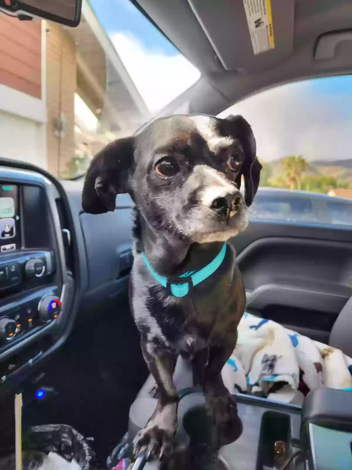 Lost dog in Anaheim, CA, 92802