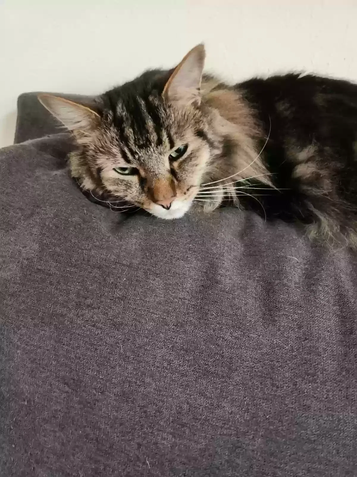 Lost cat in Albuquerque, NM, 87109