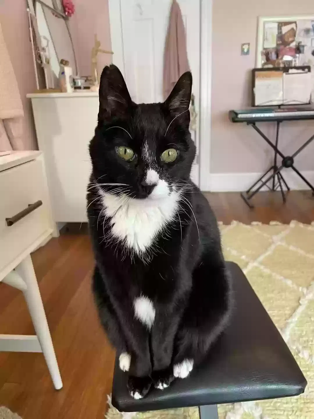 Lost cat in West Hartford, CT, 6107