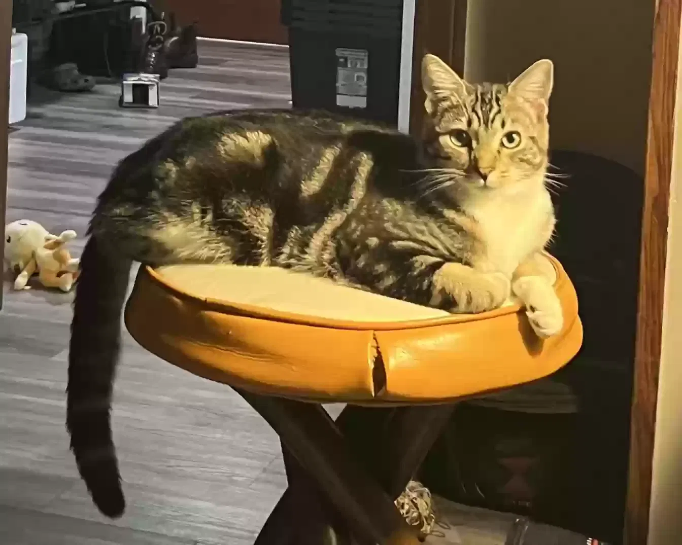Lost cat in Tacoma, WA, 98444