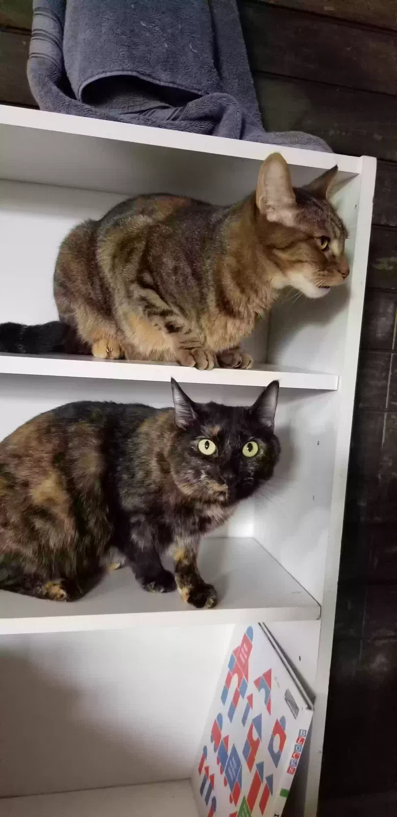 Lost cat in Mc Donald, PA, 15057