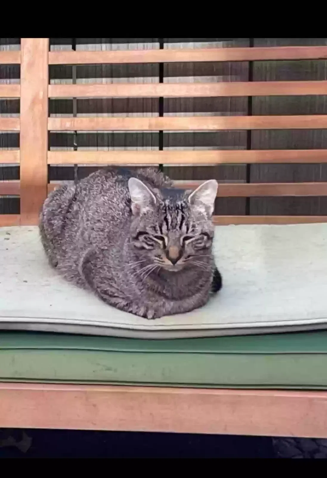 Lost cat in Nashville, TN, 37207
