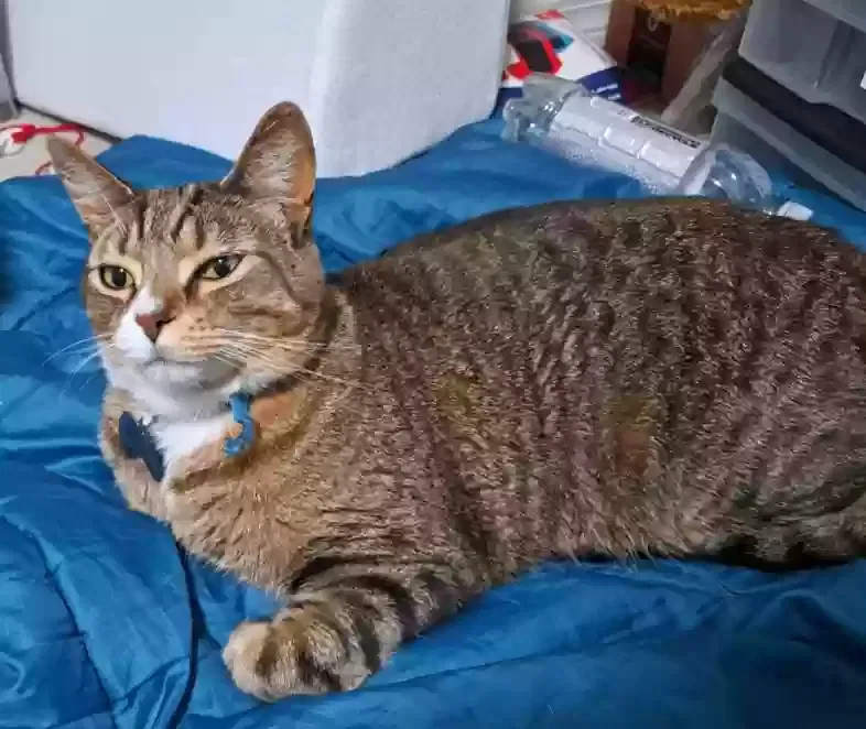 Lost cat in Valrico, FL, 33594