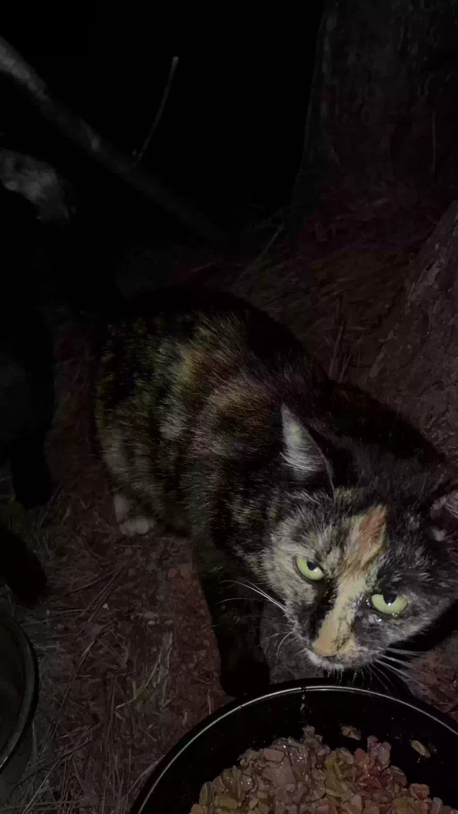 Lost cat in Anderson, SC, 29625