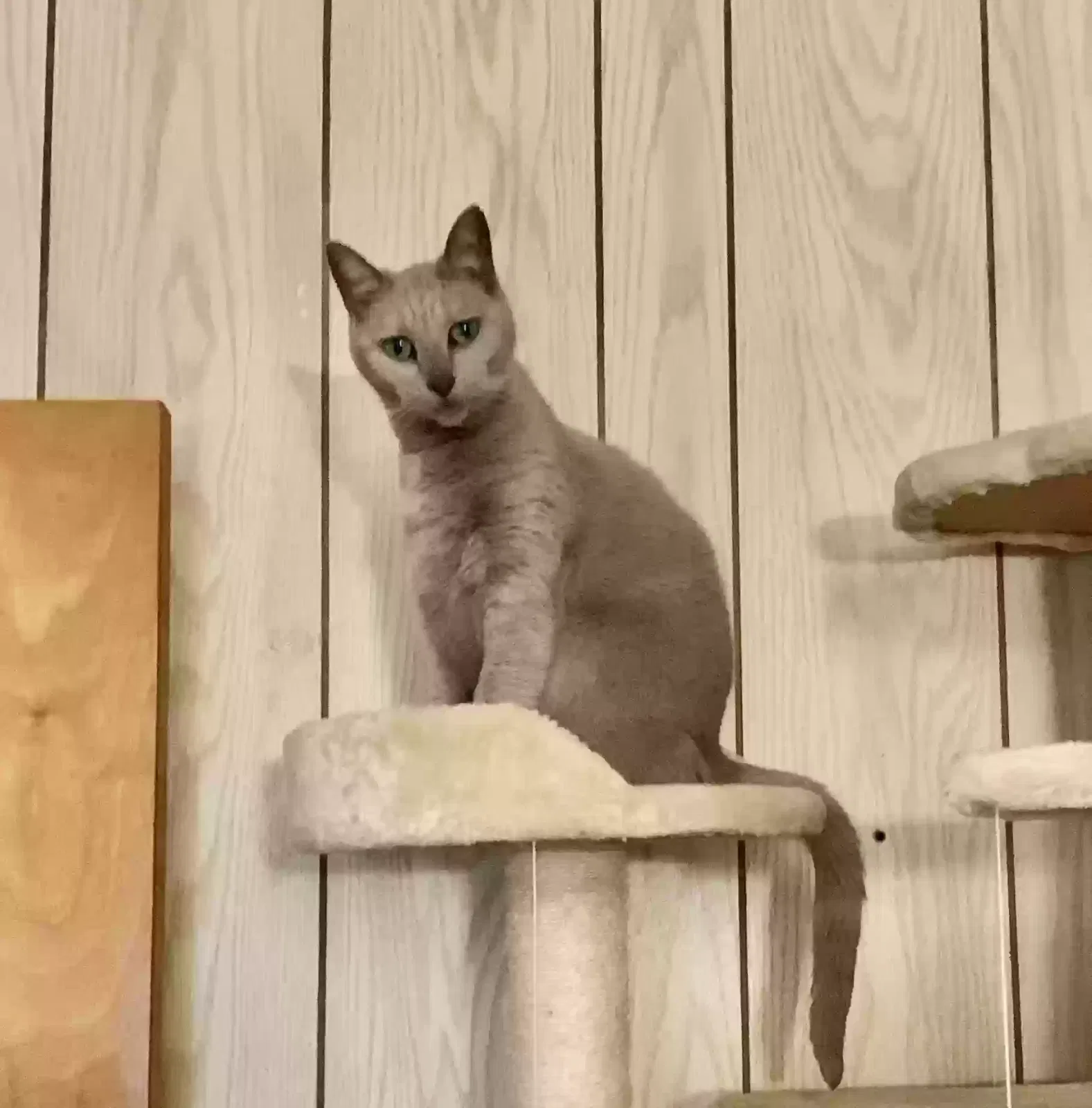 Lost cat in Cary, NC, 27513