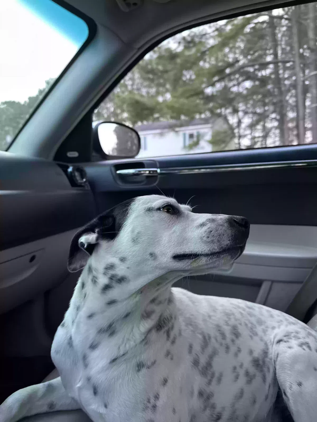 Lost dog in Clayton, NC, 27520