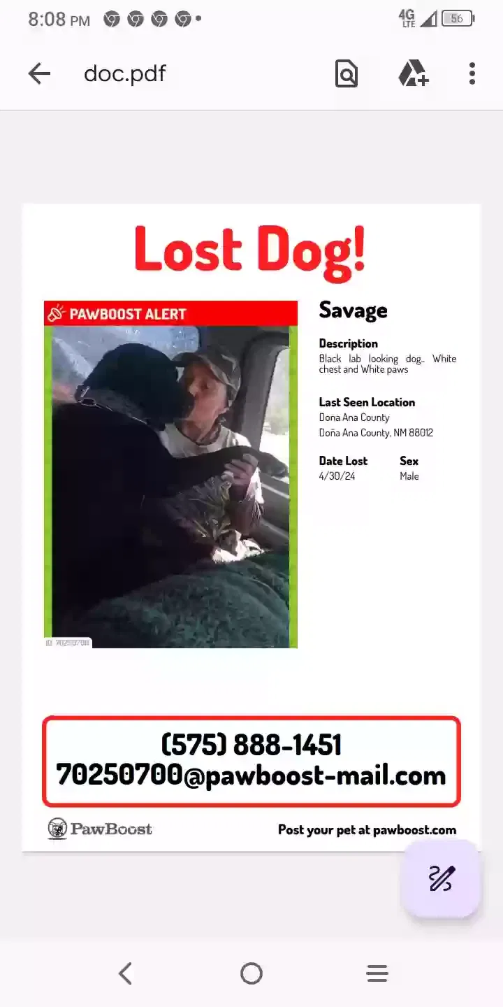 Lost dog in Las Cruces, NM, 88007