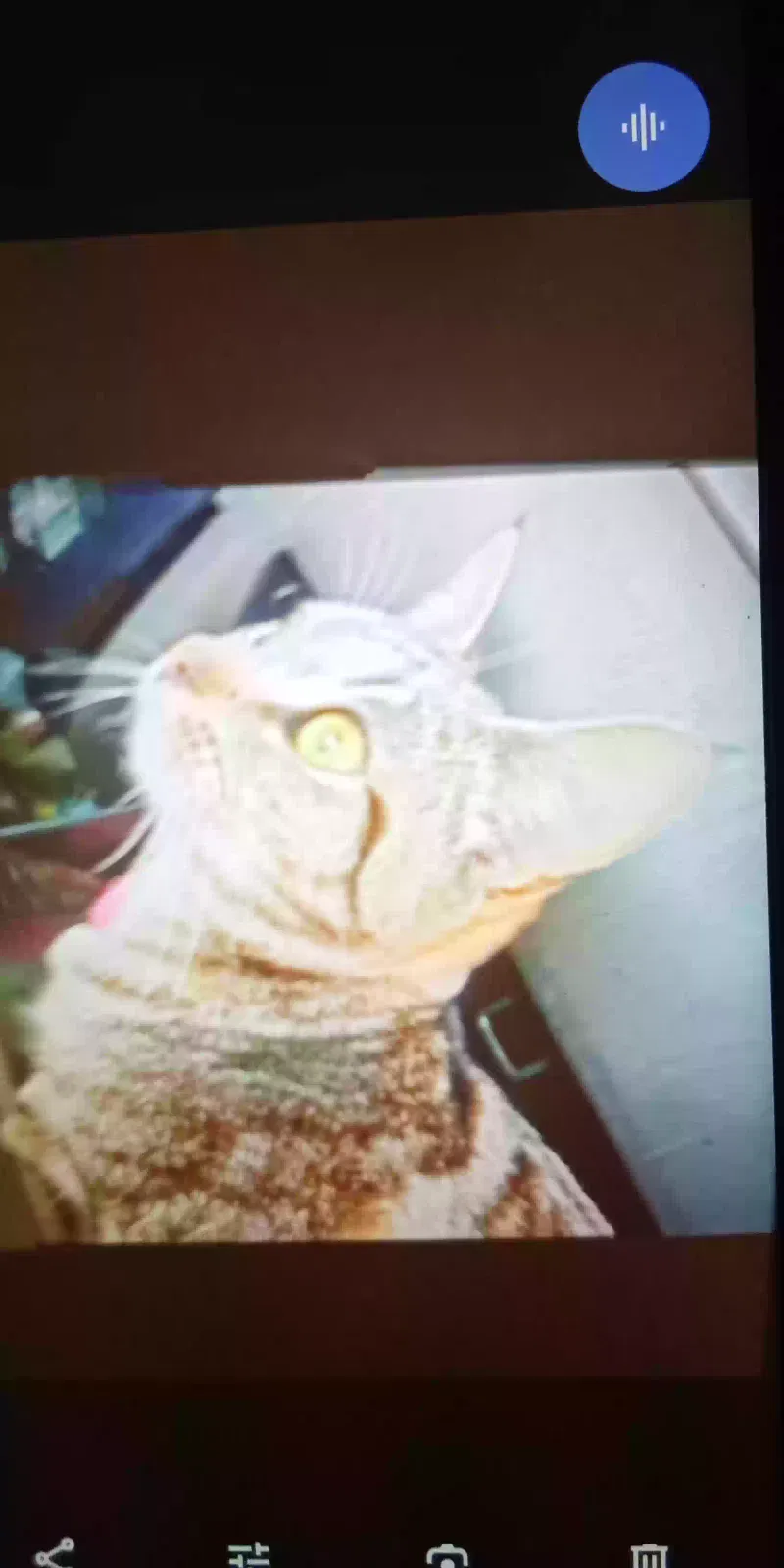 Lost cat in Fontana, CA, 92336