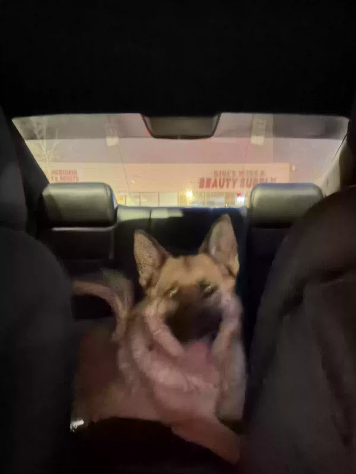 Found dog in Aurora, CO, 80011