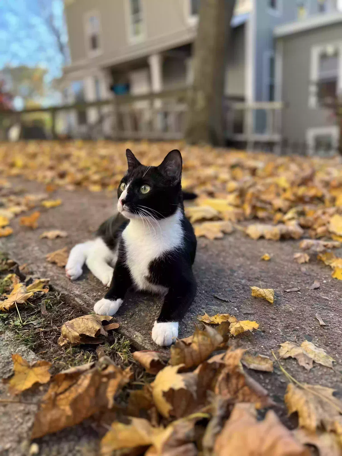 Lost cat in Danbury, CT, 6810