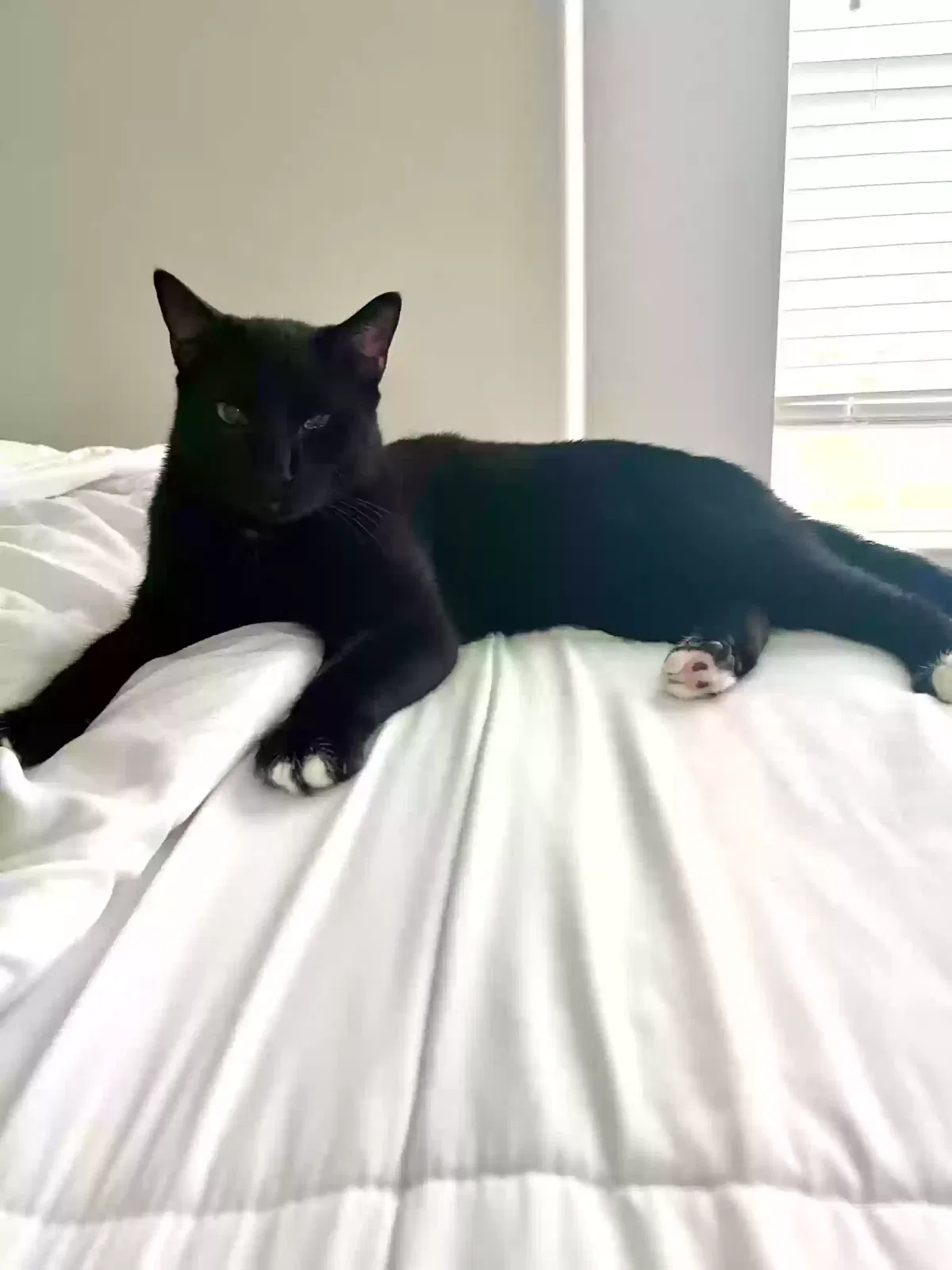 Lost cat in Houston, TX, 77009