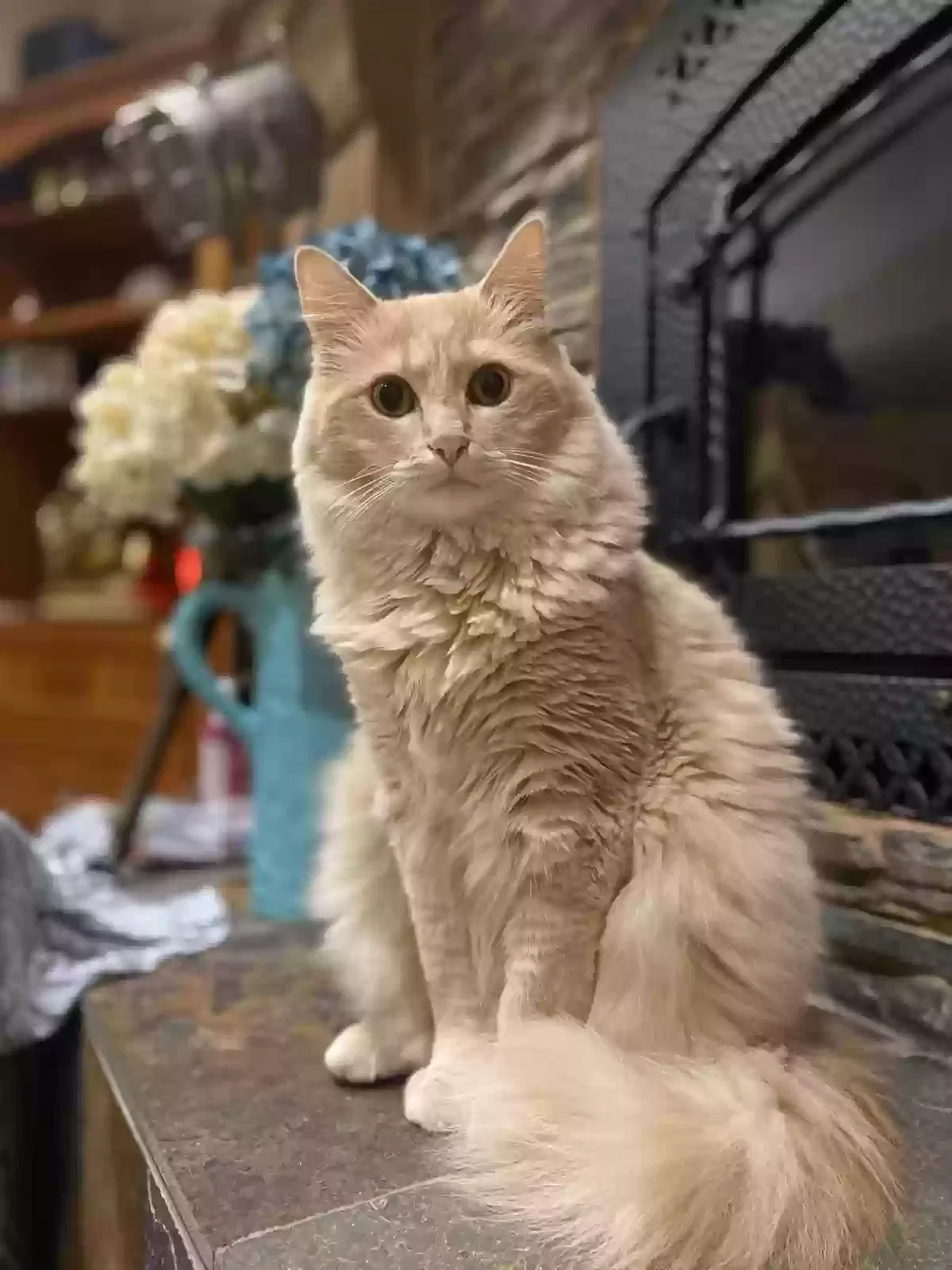 Lost cat in Castro Valley, CA, 94552