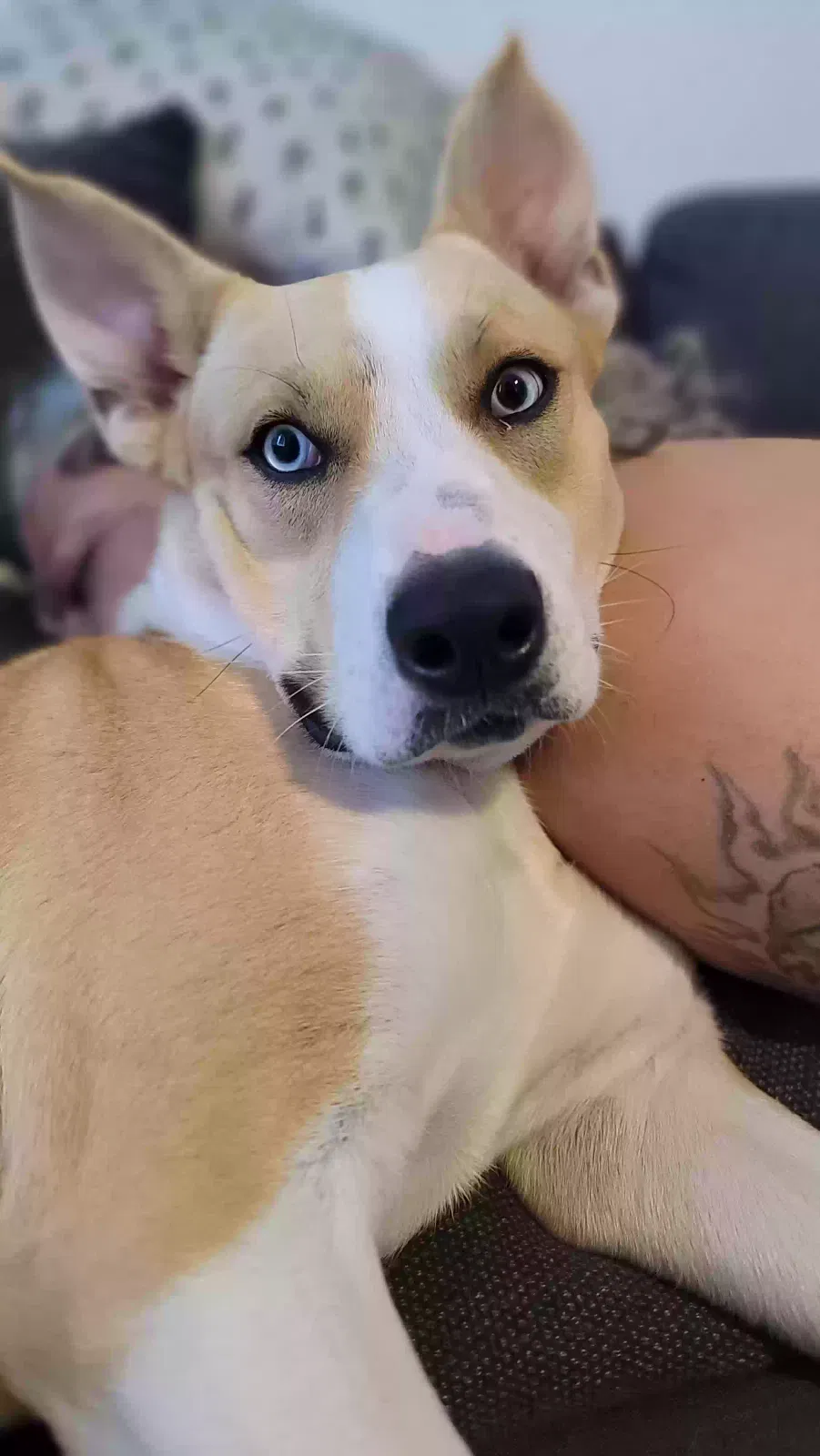 Lost dog in San Diego, CA, 92105
