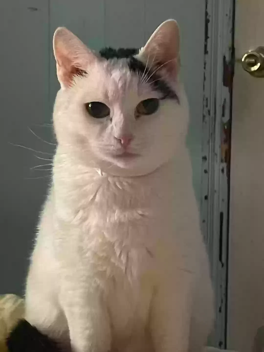 Lost cat in Reading, PA, 19604