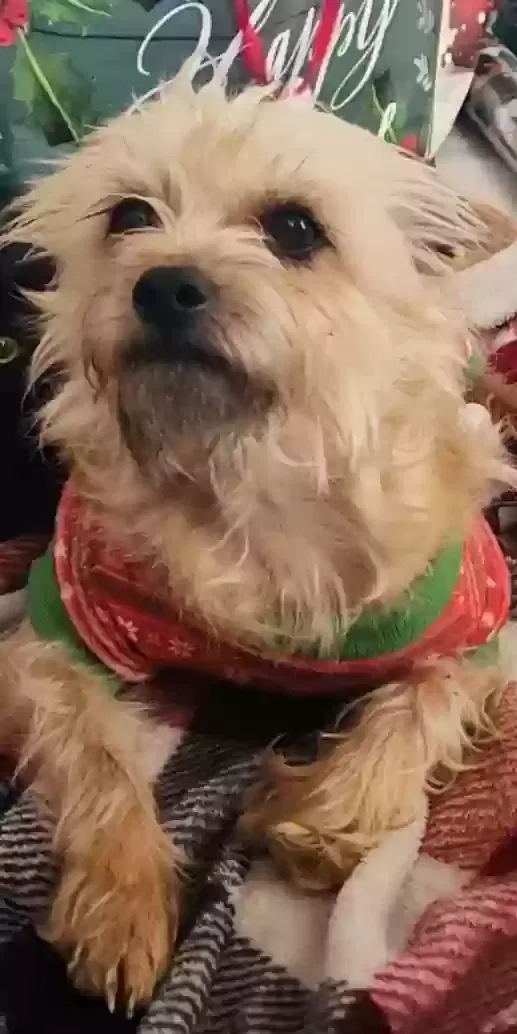 Lost dog in Canton, TX, 75103