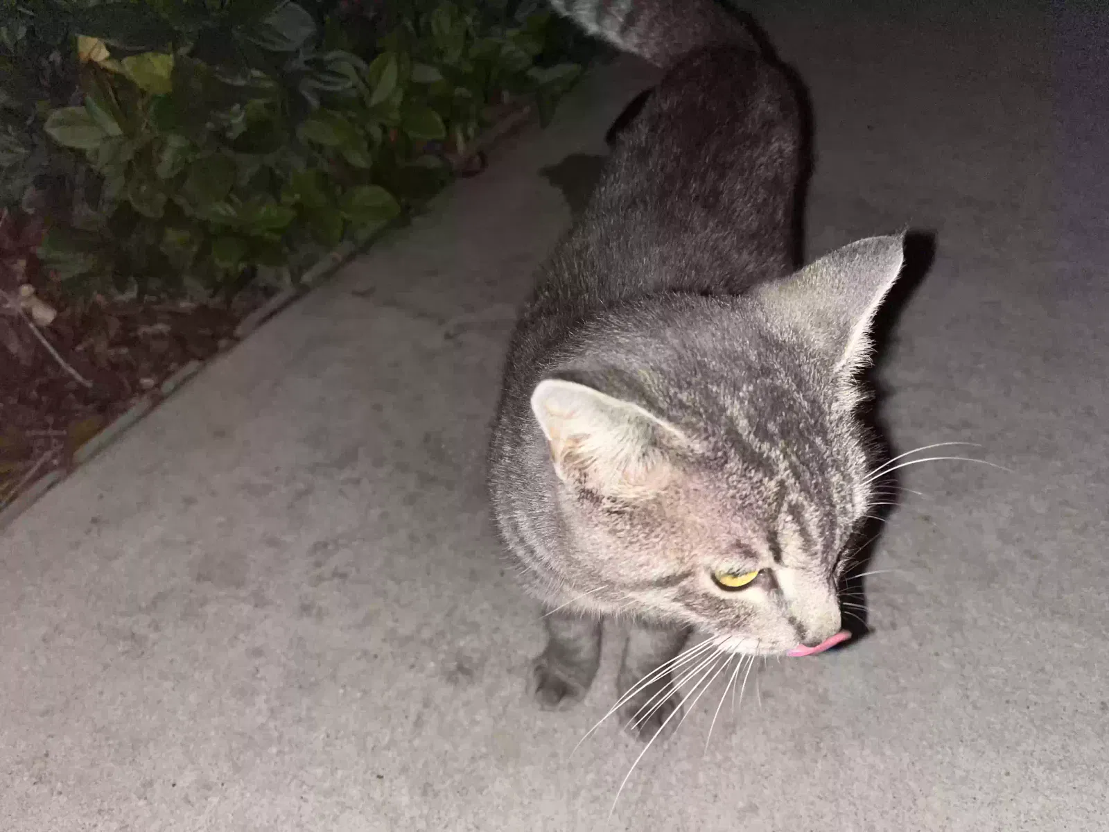 Found cat in Hudson, FL, 34669