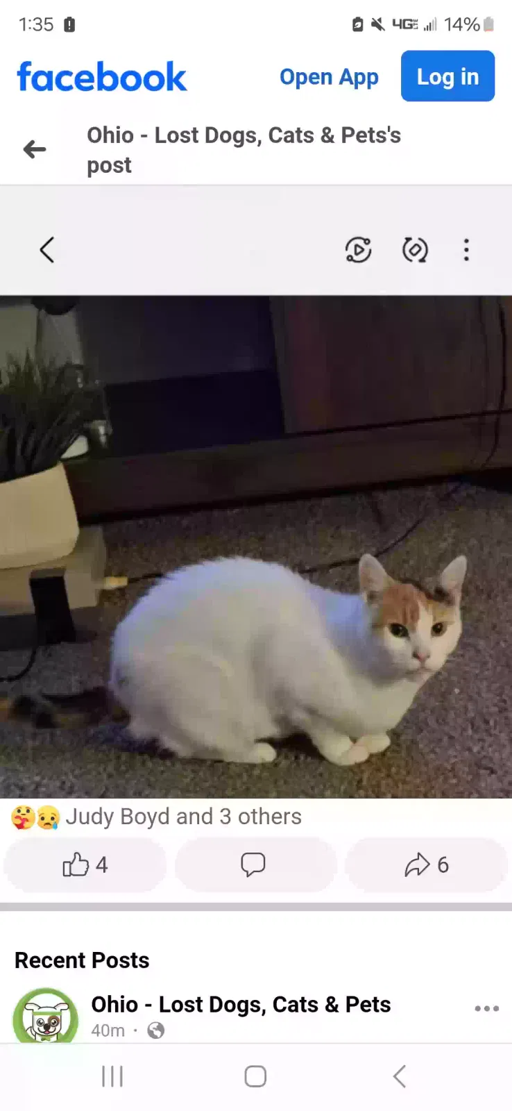 Lost cat in Mansfield, OH, 44906