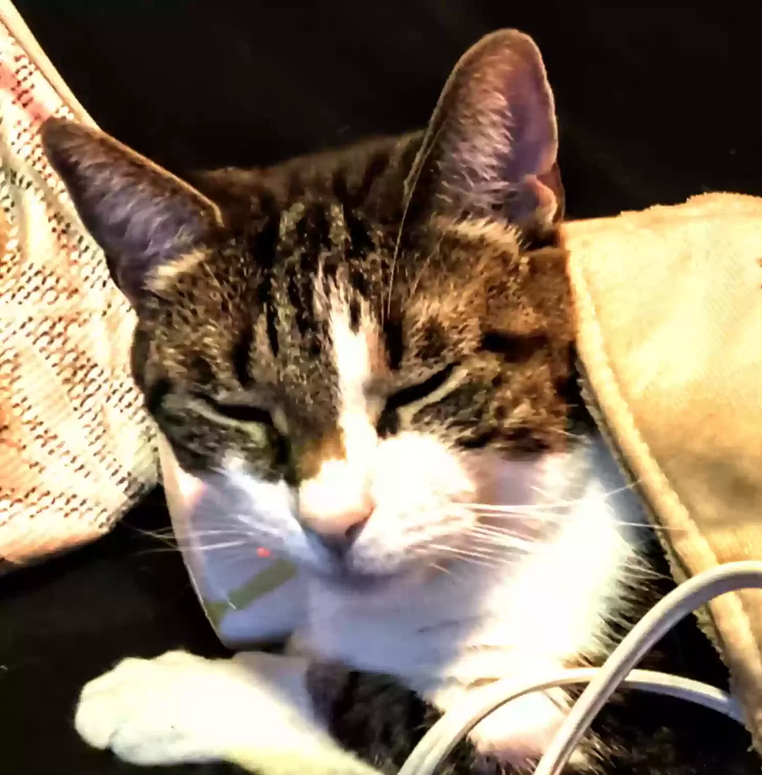 Lost cat in Round Rock, TX, 78665