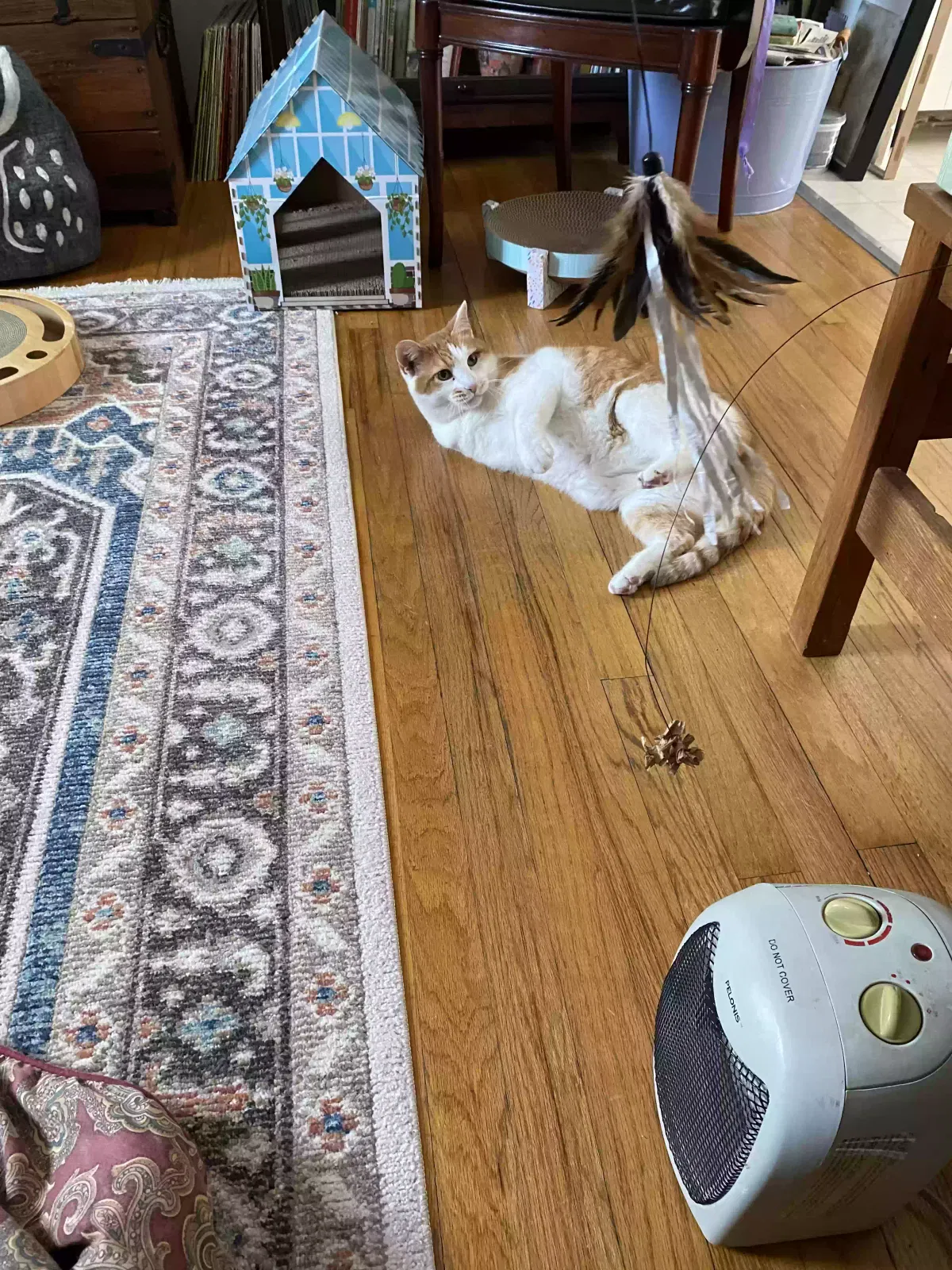 Lost cat in Hazel Park, MI, 48030