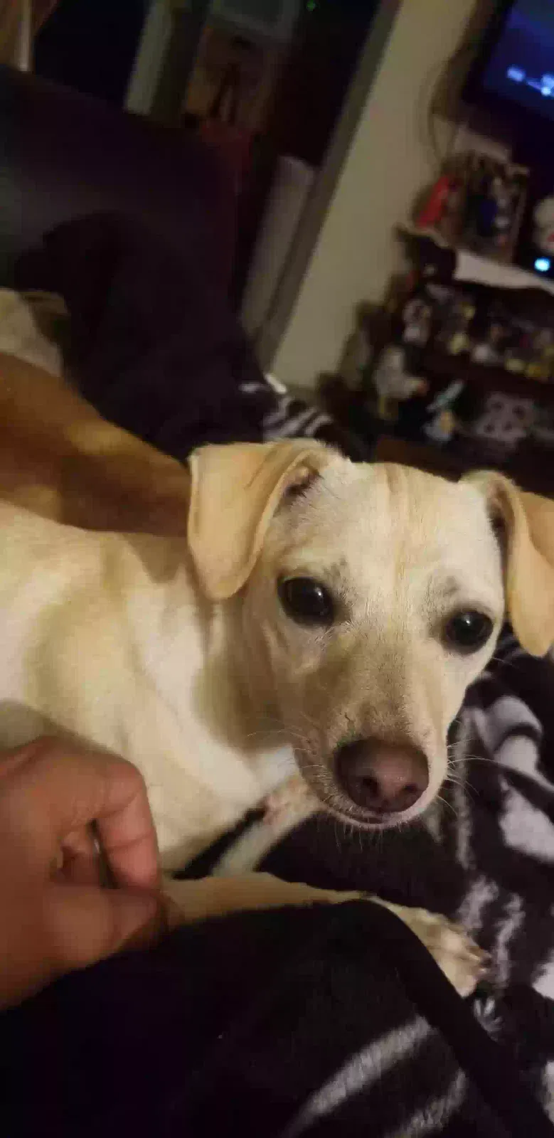 Lost dog in Santa Rosa, CA, 95404