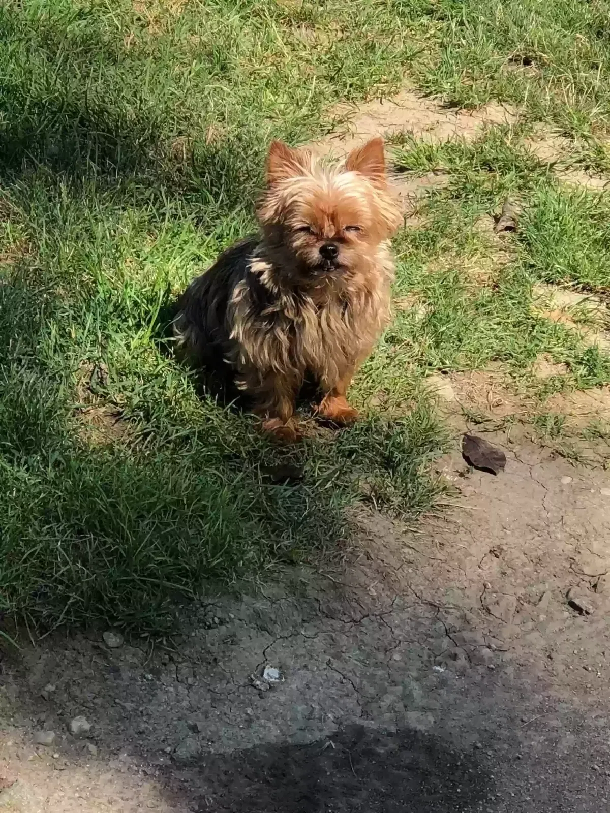 Lost dog in Muncie, IN, 47302