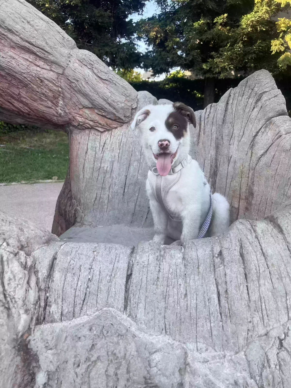 Lost dog in Oakland, CA, 94601