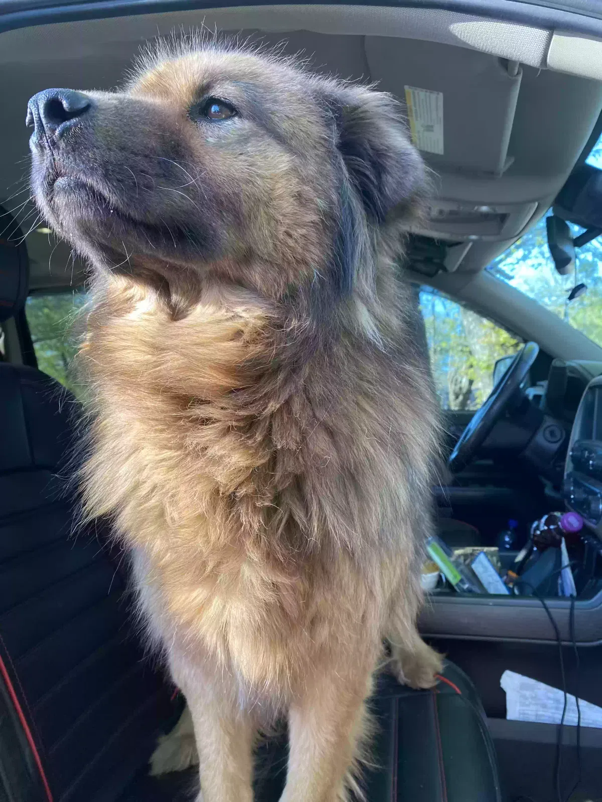 Lost dog in Fort Worth, TX, 76119