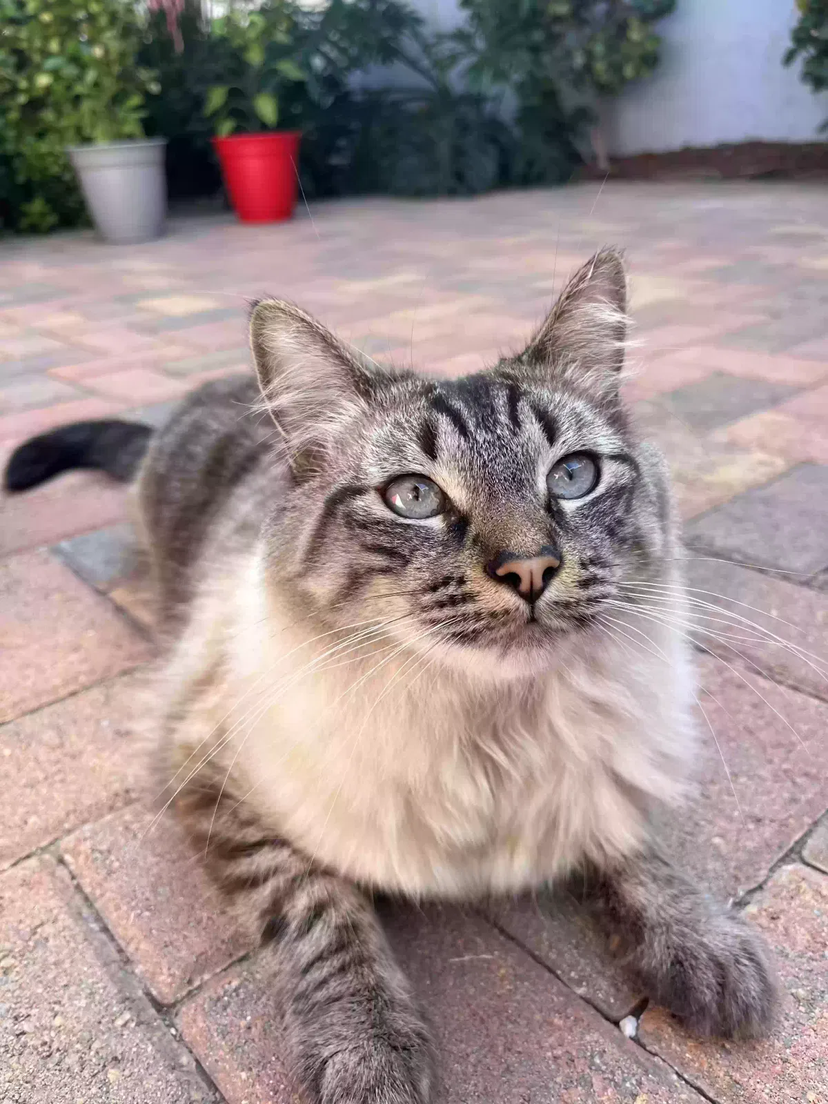 Lost cat in San Diego, CA, 92109