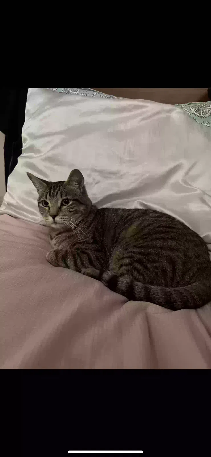 Lost cat in San Antonio, TX, 78249