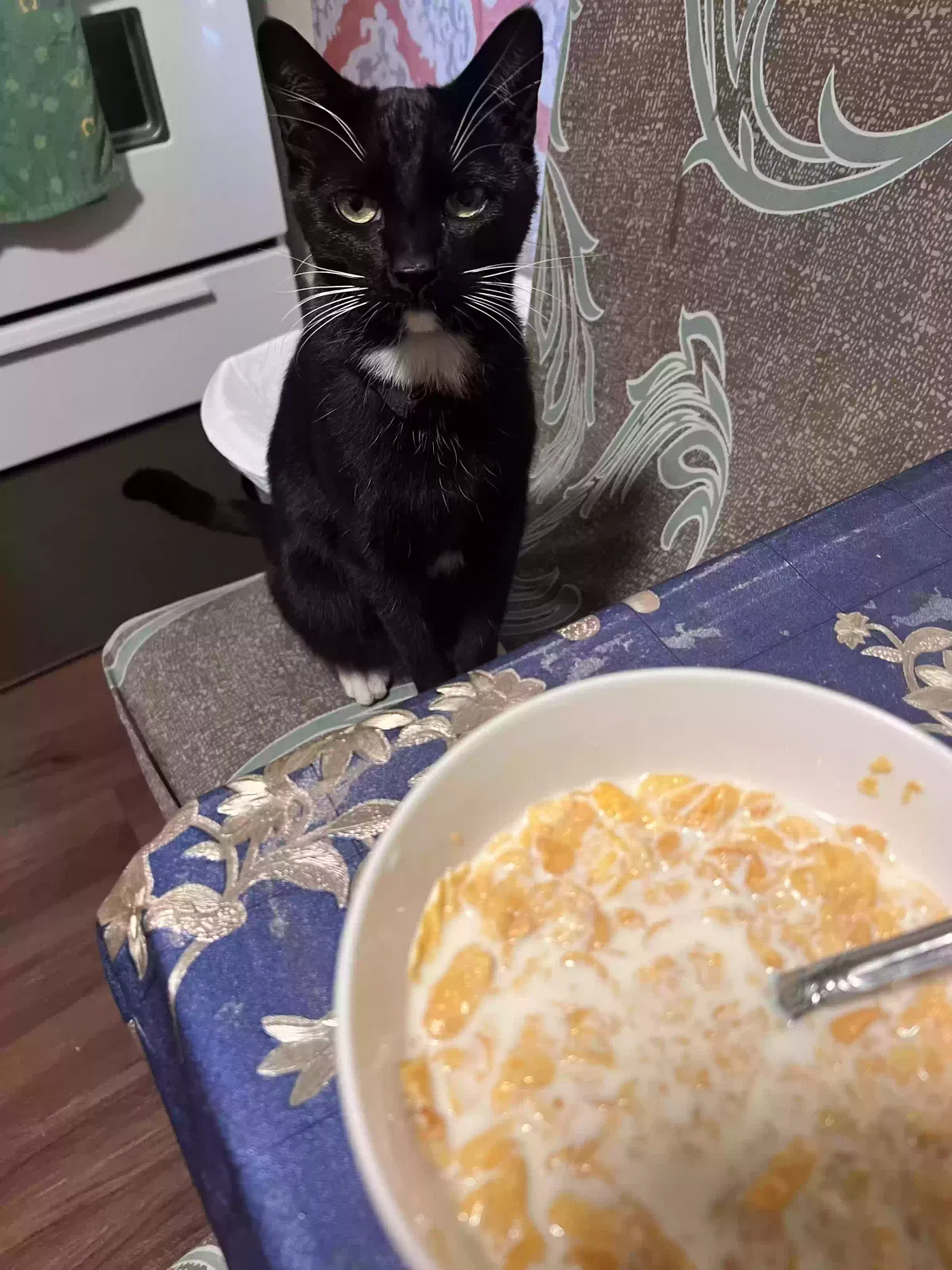 Lost cat in Oakland, CA, 94606