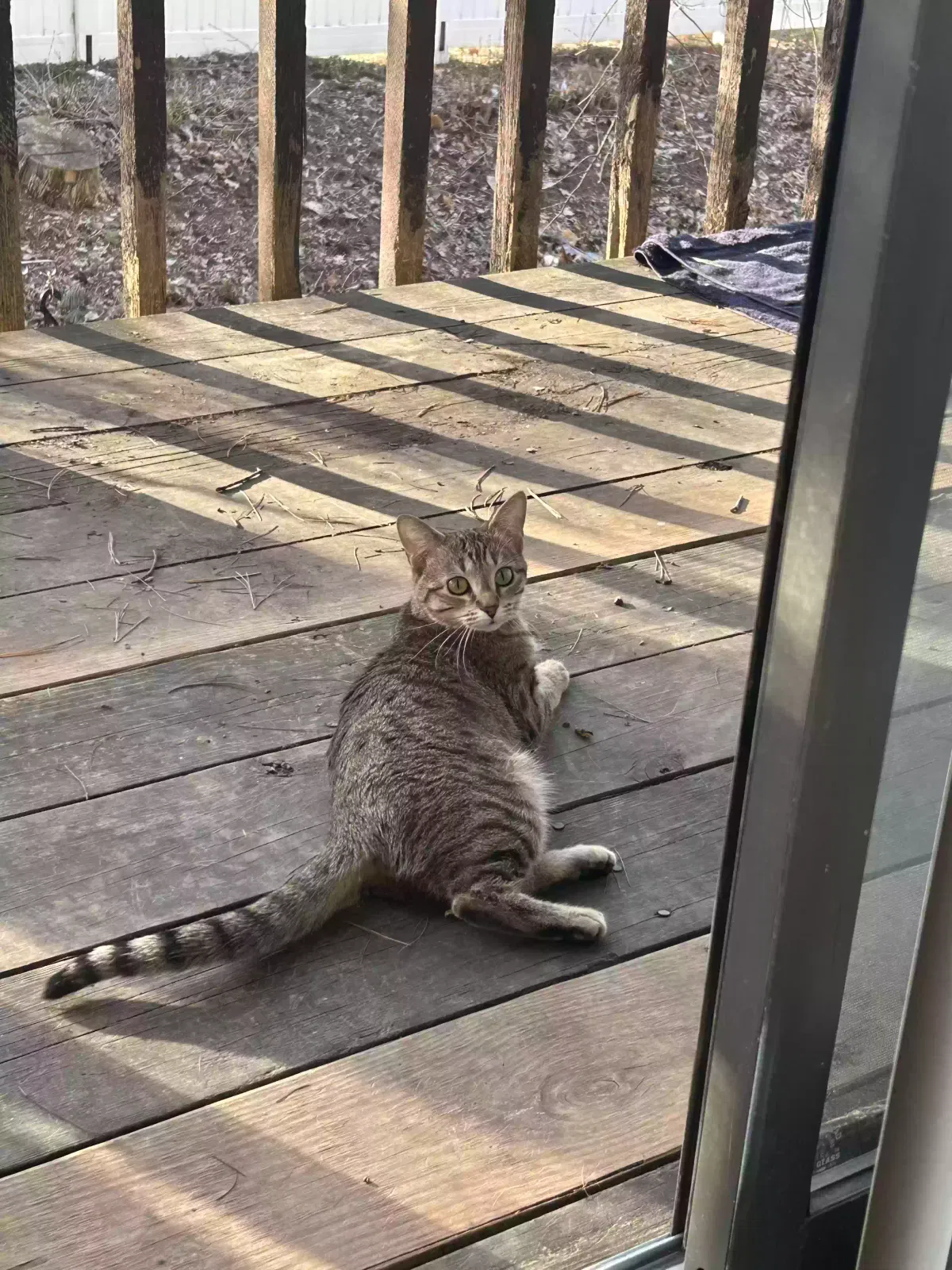 Lost cat in Minneapolis, MN, 55431