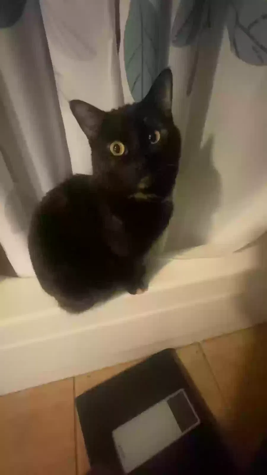 Lost cat in Mesa, AZ, 85201
