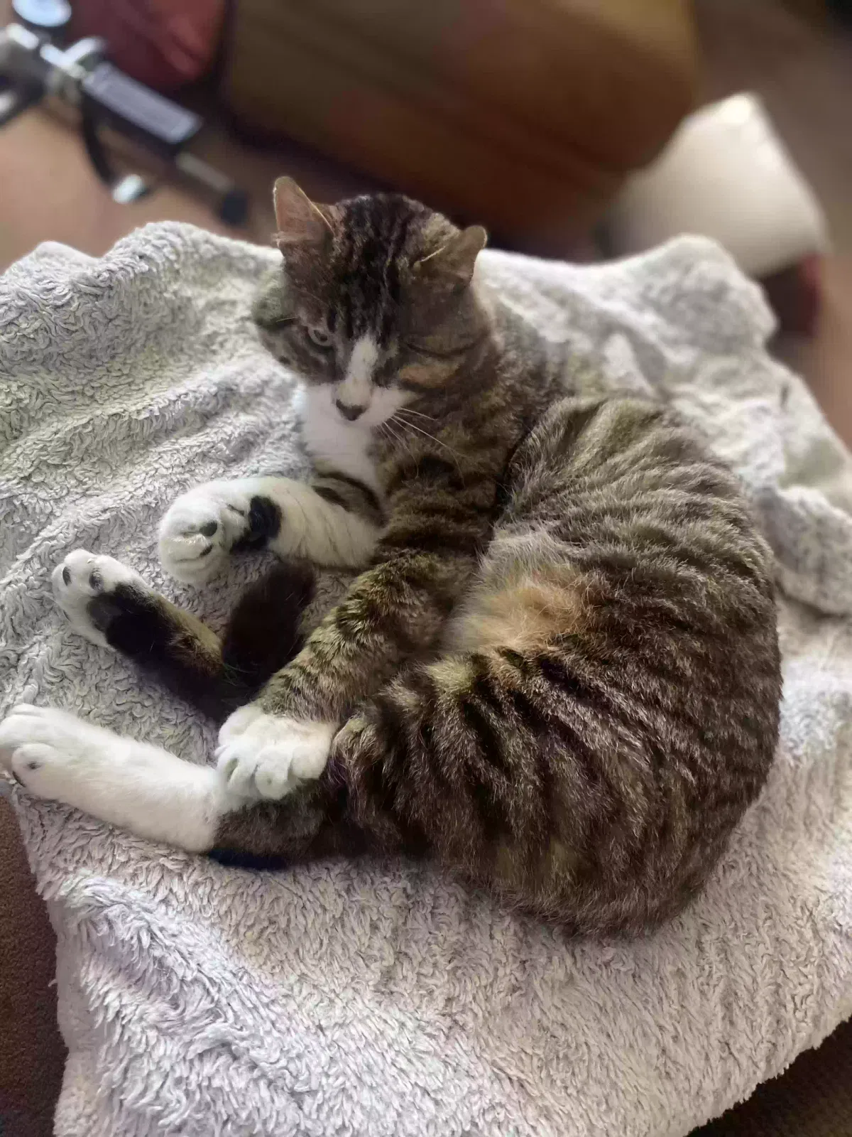 Lost cat in Citronelle, AL, 36522