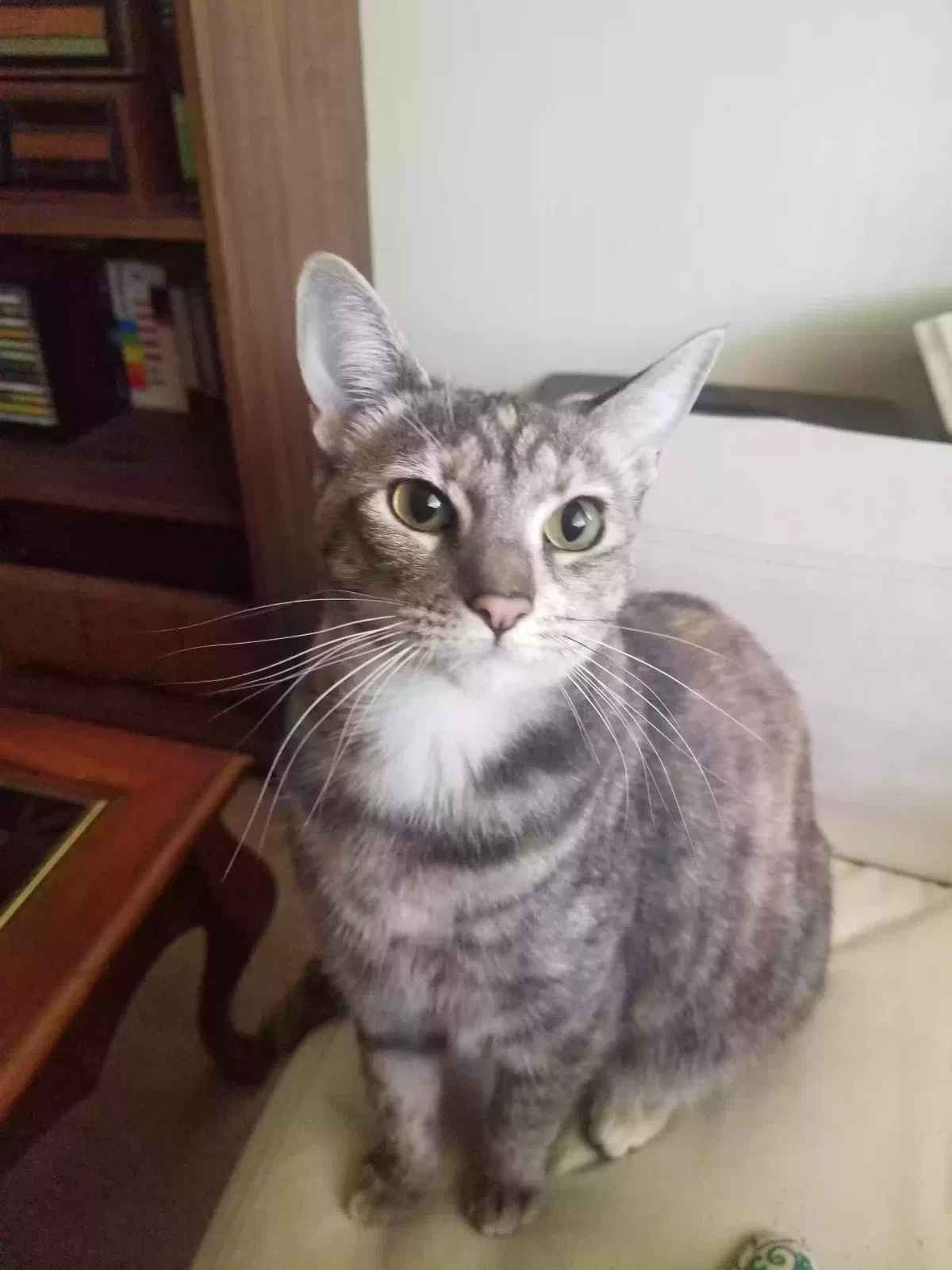 Lost cat in Santa Rosa, CA, 95403